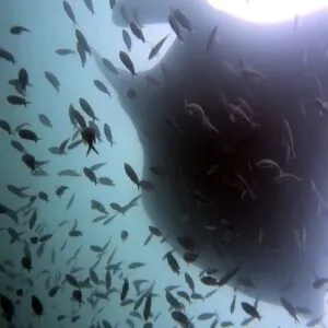 Buceo Ecuador