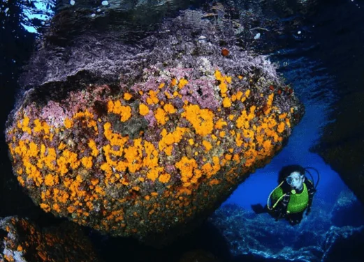 Open Water La Herradura