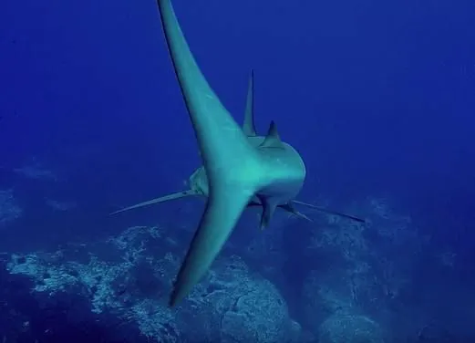 Wild Blue Diving LTD