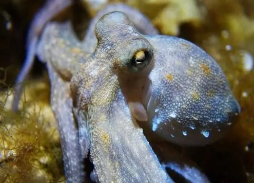Seahorse Dive Center