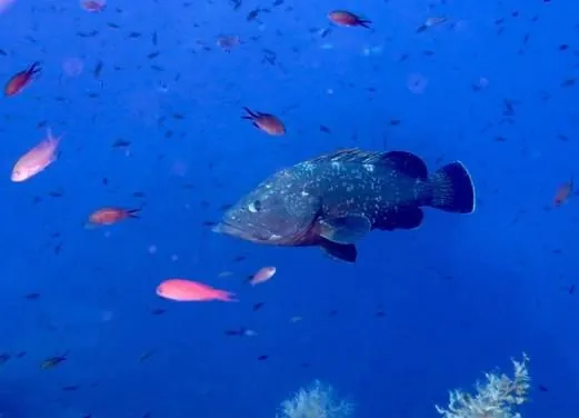 Blu Infinito Diving Center