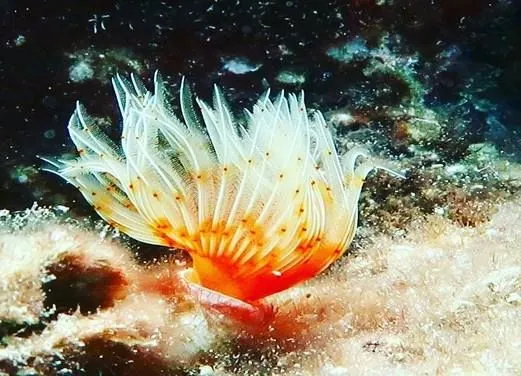 Magic Dive