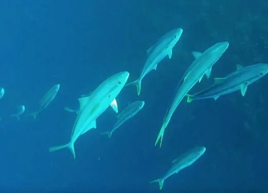 Wild Blue Diving LTD