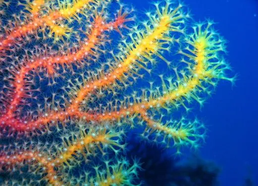 Blu Infinito Diving Center