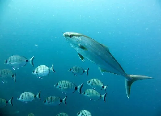 Kos Divers