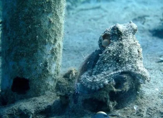 Kos Divers