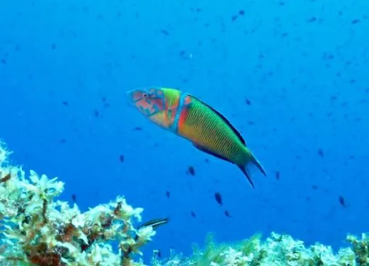 Blu Infinito Diving Center