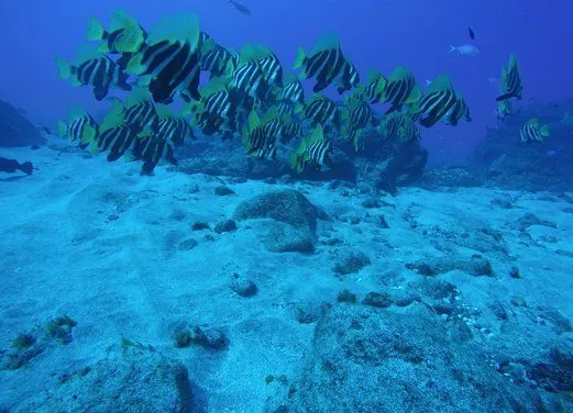 Wild Blue Diving LTD