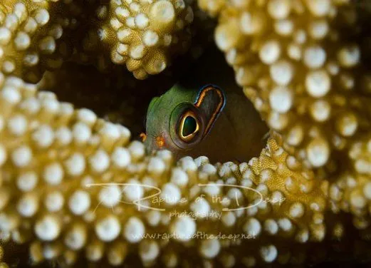 KoroSun Dive