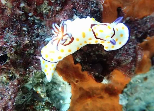 Magic Dive