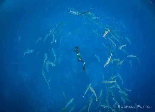 Wild Blue Diving LTD