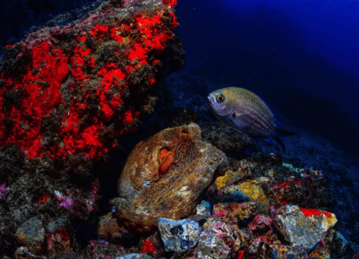 Open Water La Herradura