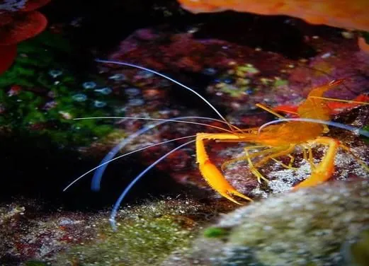 Seahorse Dive Center