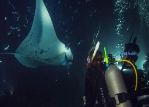 Ocean Diving Center