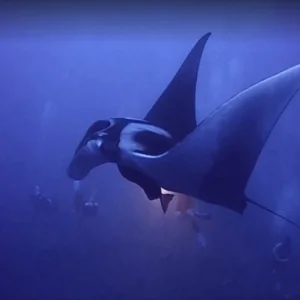 Fuvahmulah Tiger Shark Dive