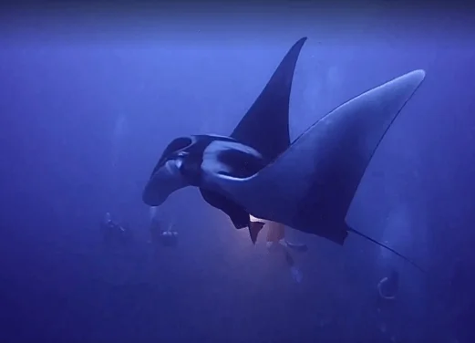 Fuvahmulah Tiger Shark Dive