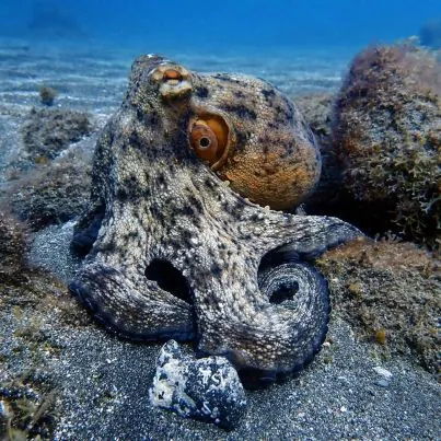 Excel Scuba Tenerife