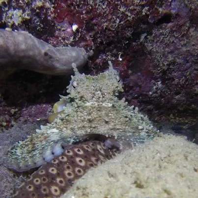Dive Greece