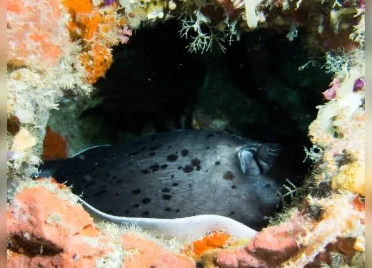 Dune Maldives Diving Center