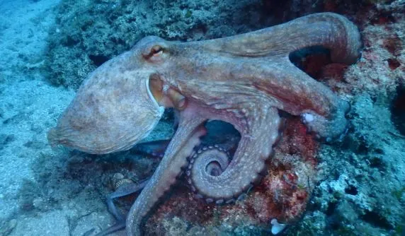 Dive Greece