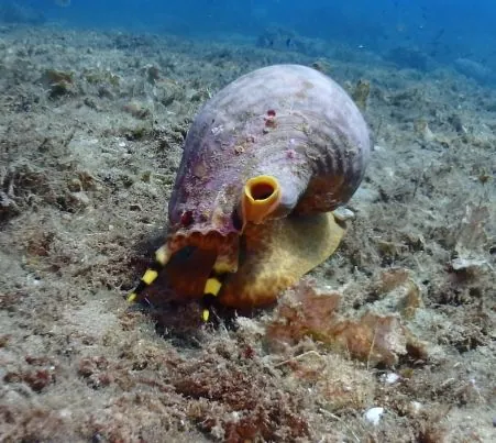 Dive Greece