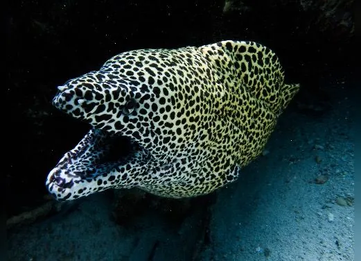 Dune Maldives Diving Center