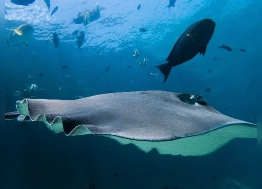Dune Maldives Diving Center