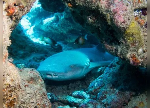 Dune Maldives Diving Center