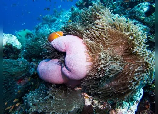 Dune Maldives Diving Center