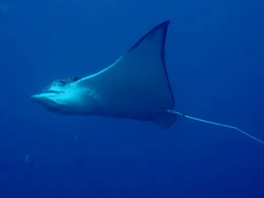 Aqua Center Diving