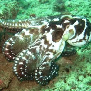 Pearl Divers - Unawatuna