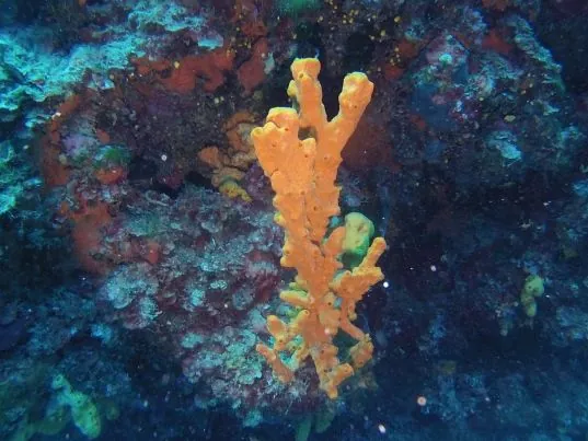 Dive Greece