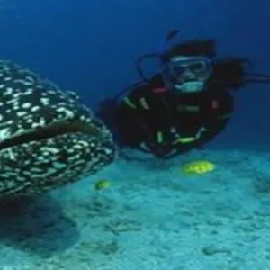 Dive 2000