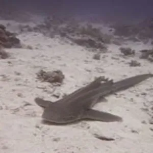 Oonas Dive Club