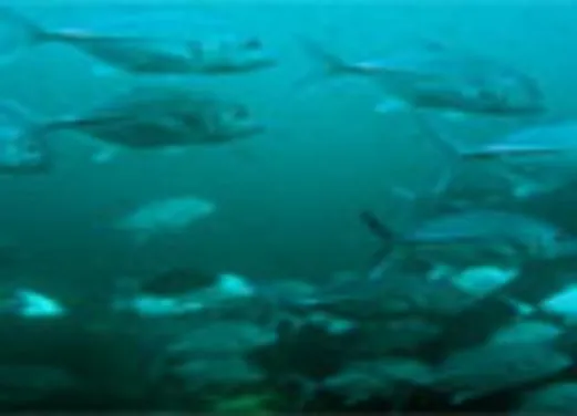 The Dive Shop