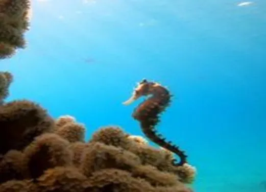 Pro Divers Corner