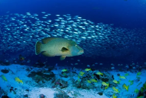 Topdive Rangiroa