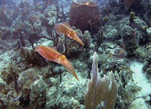 Go Dive Bayahibe