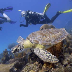 Go Dive Bayahibe