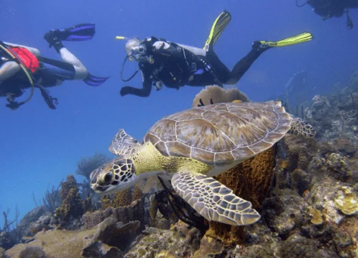 Go Dive Bayahibe