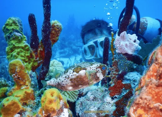 Go Dive Bayahibe