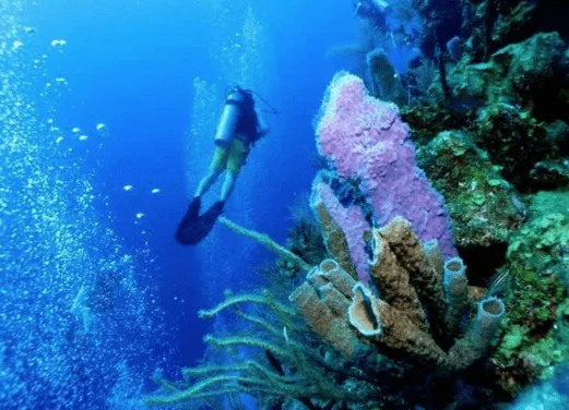 Seahorse Dive Shop