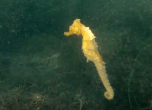 Seahorse Dive Shop
