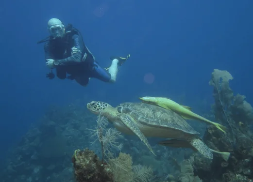 Coconut Tree Divers