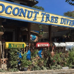 Coconut Tree Divers