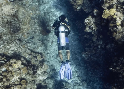 Coconut Tree Divers