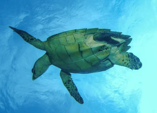 Bohio Dive Resort
