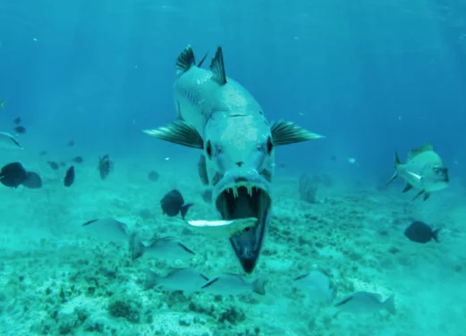 Bohio Dive Resort