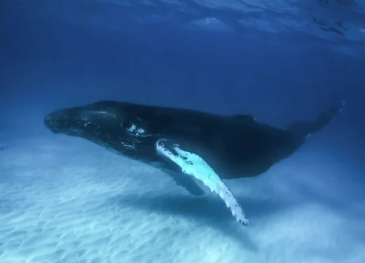 Bohio Dive Resort