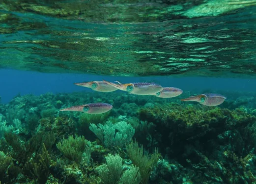 Bohio Dive Resort